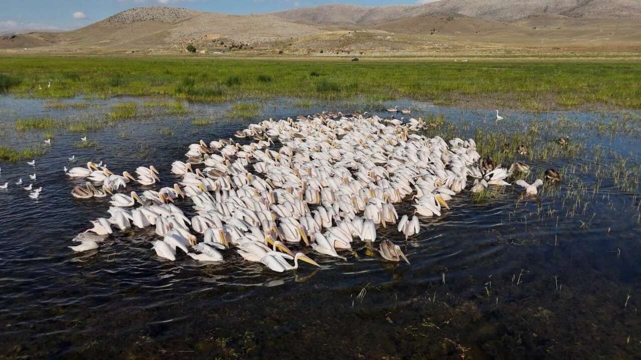 Gören Afrika sandı! Konya’da yüzlerce pelikan ünlü gölde böyle görüntülendi 5